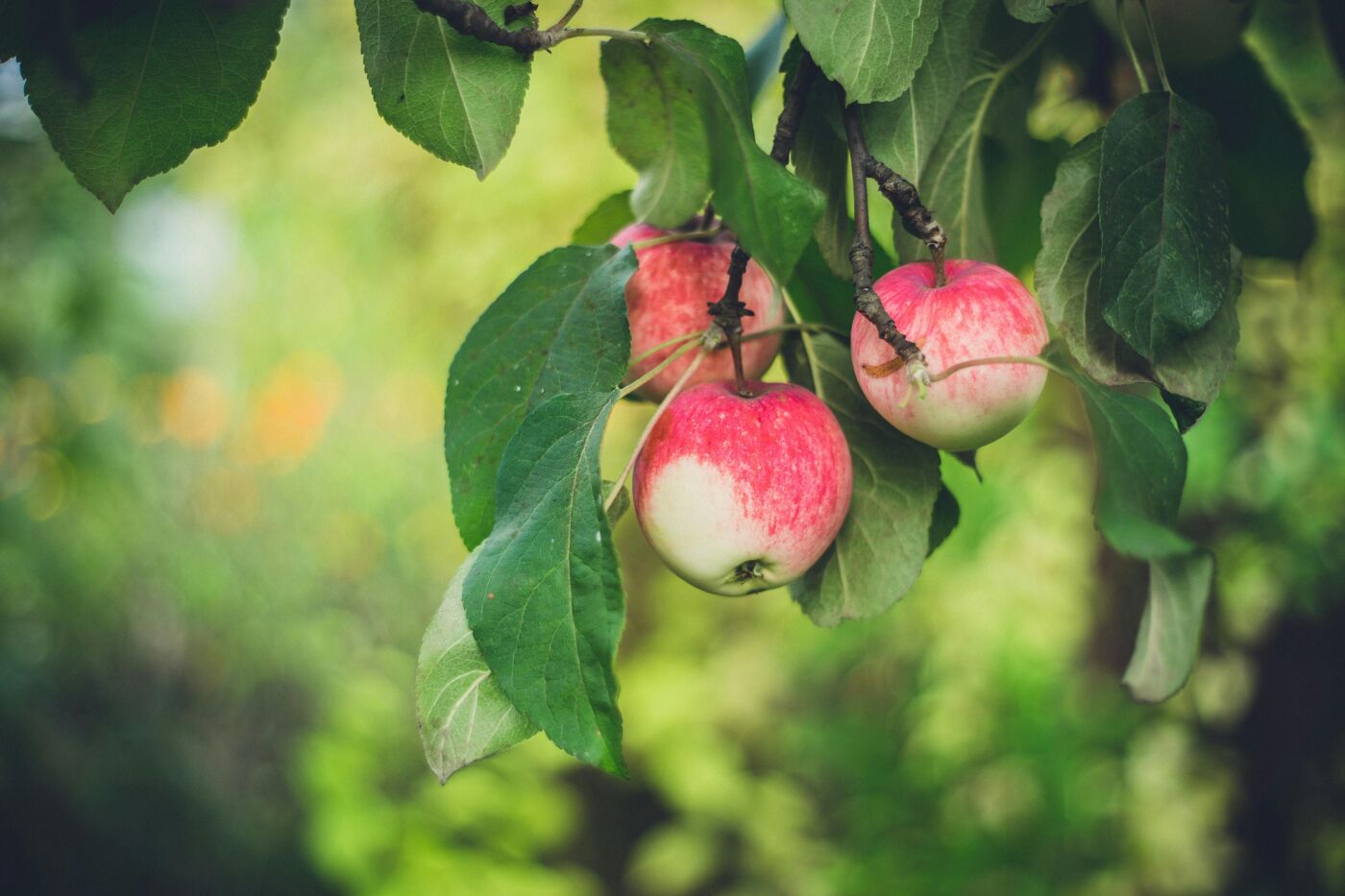 Apples Hanging from Tree Branches