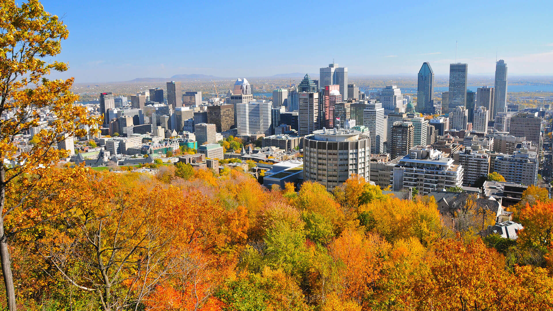 Vue panoramique de Montréal, Québec, avec des gratte-ciels entourés de feuillage automnal vibrant.