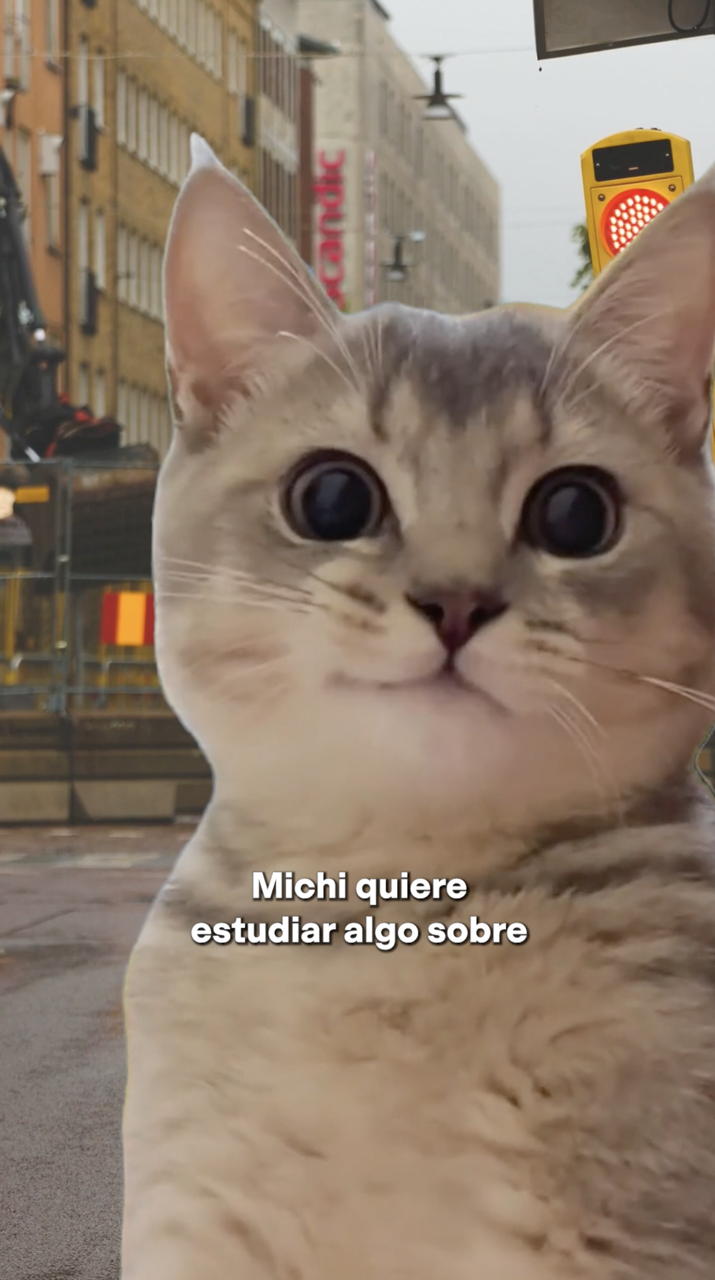 A close-up of a cat's face with a blurred urban background. The cat has light gray fur and large, expressive eyes. Text overlay says 'Michi quiere estudiar algo sobre'. A traffic light is visible in the background.