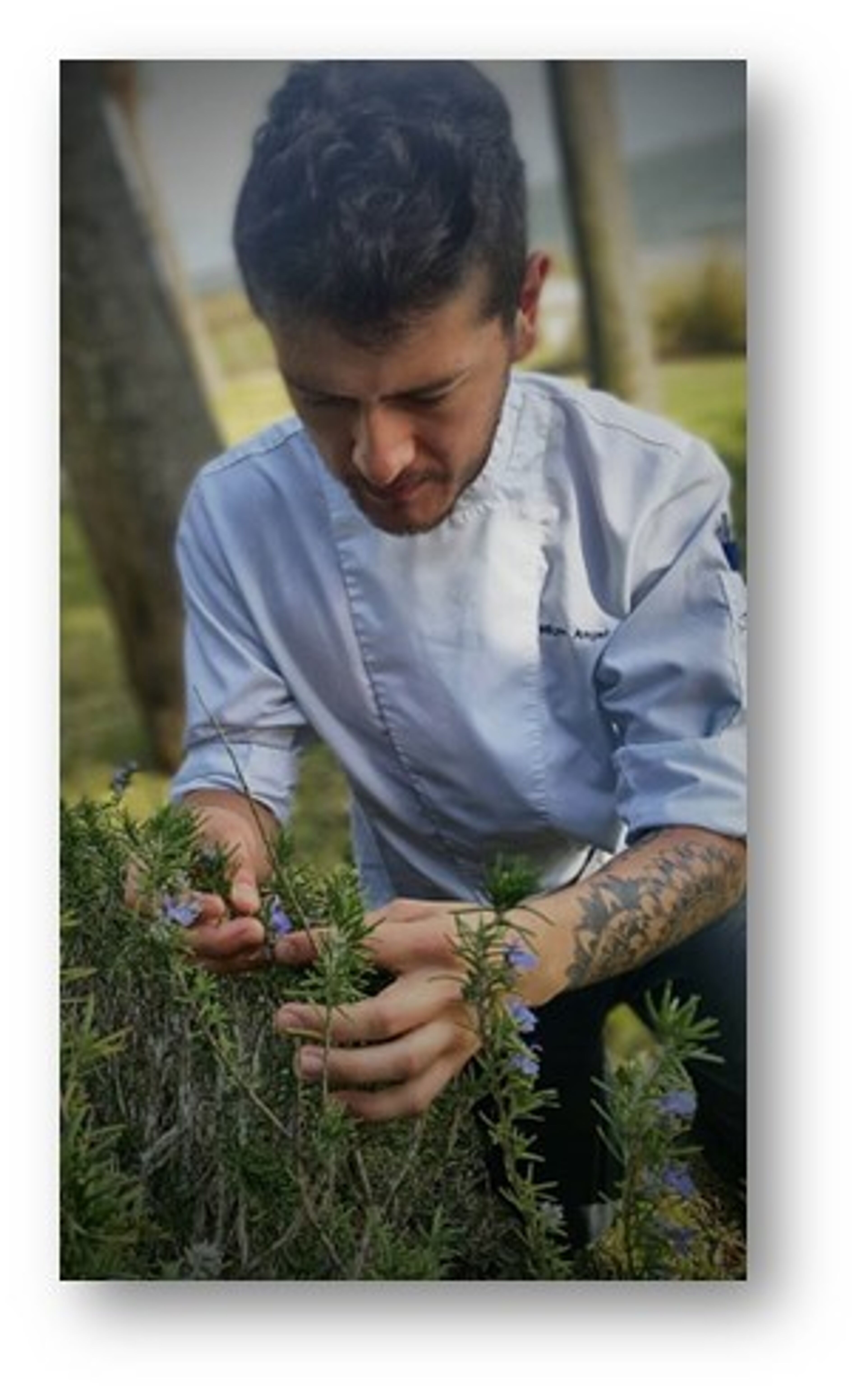 Un chef enfocado recolecta cuidadosamente hierbas frescas de un jardín.