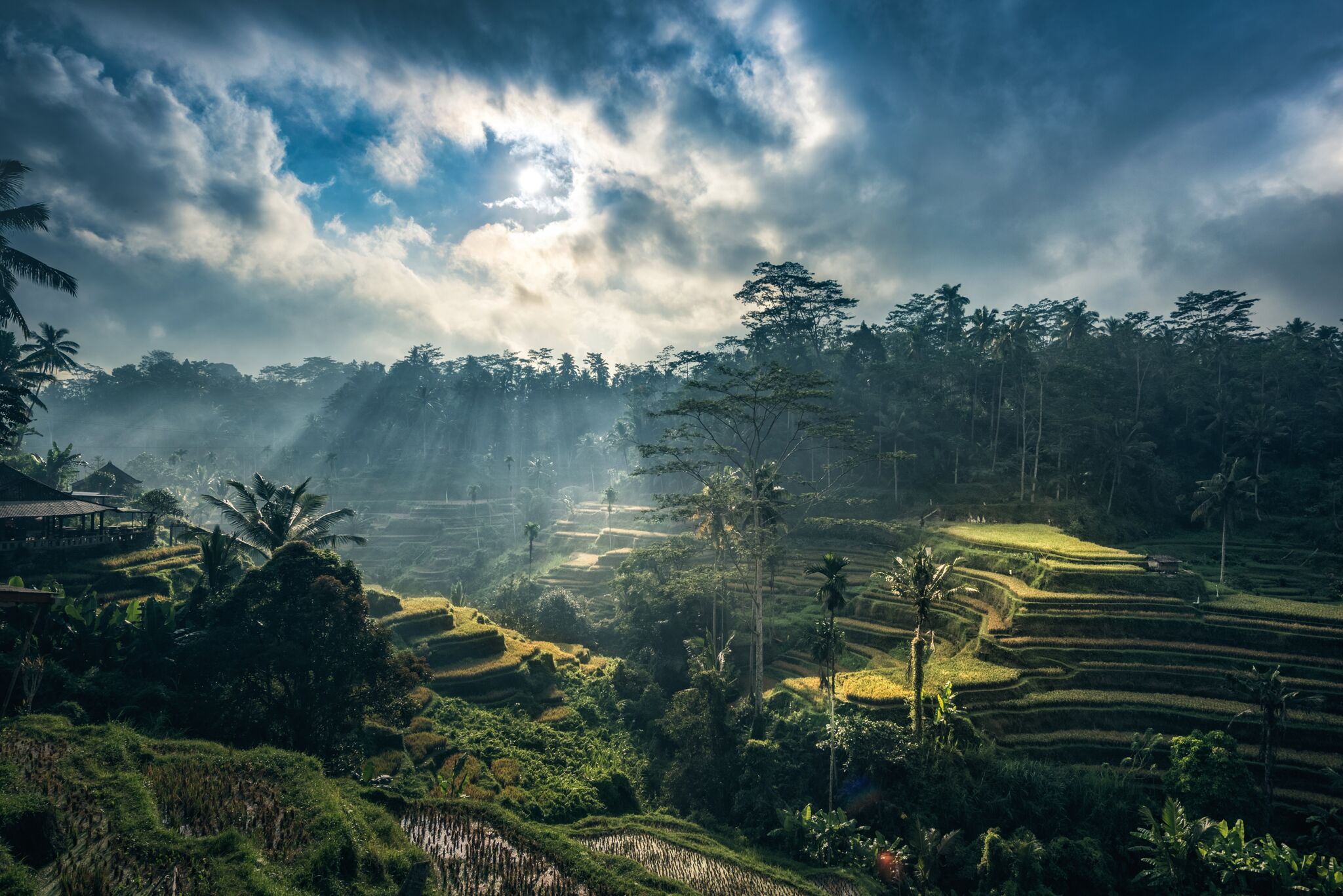 Bird's-eye view of rice paddies and their innovative irrigation system overlooking the Tegallalang forest, Bali, Indonesia.