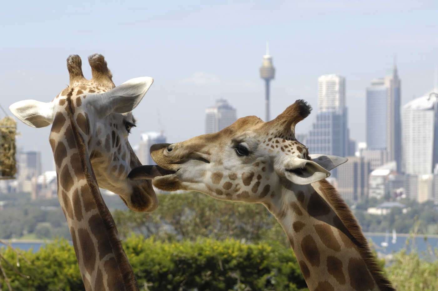 Close up of one giraffe licking another in the face