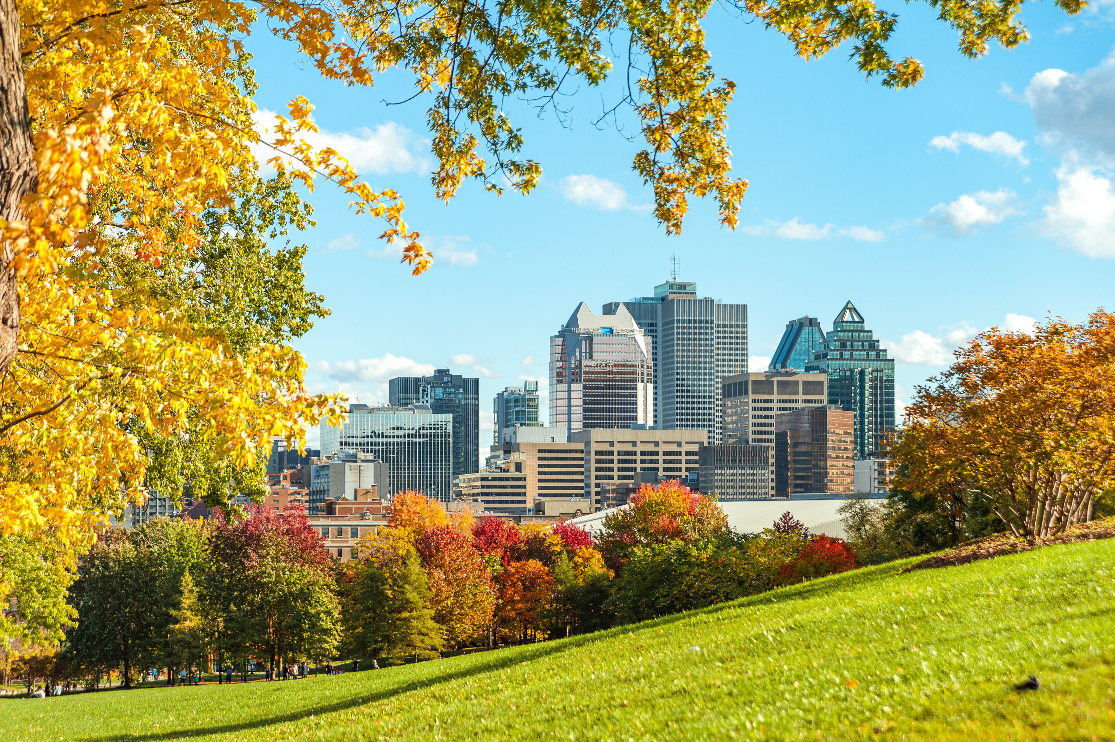 View of downtown Montreal buildings from Parc du Plateau-Mont-Royal with its trees during the autumn leaf color change, against a sunny blue sky with clouds.