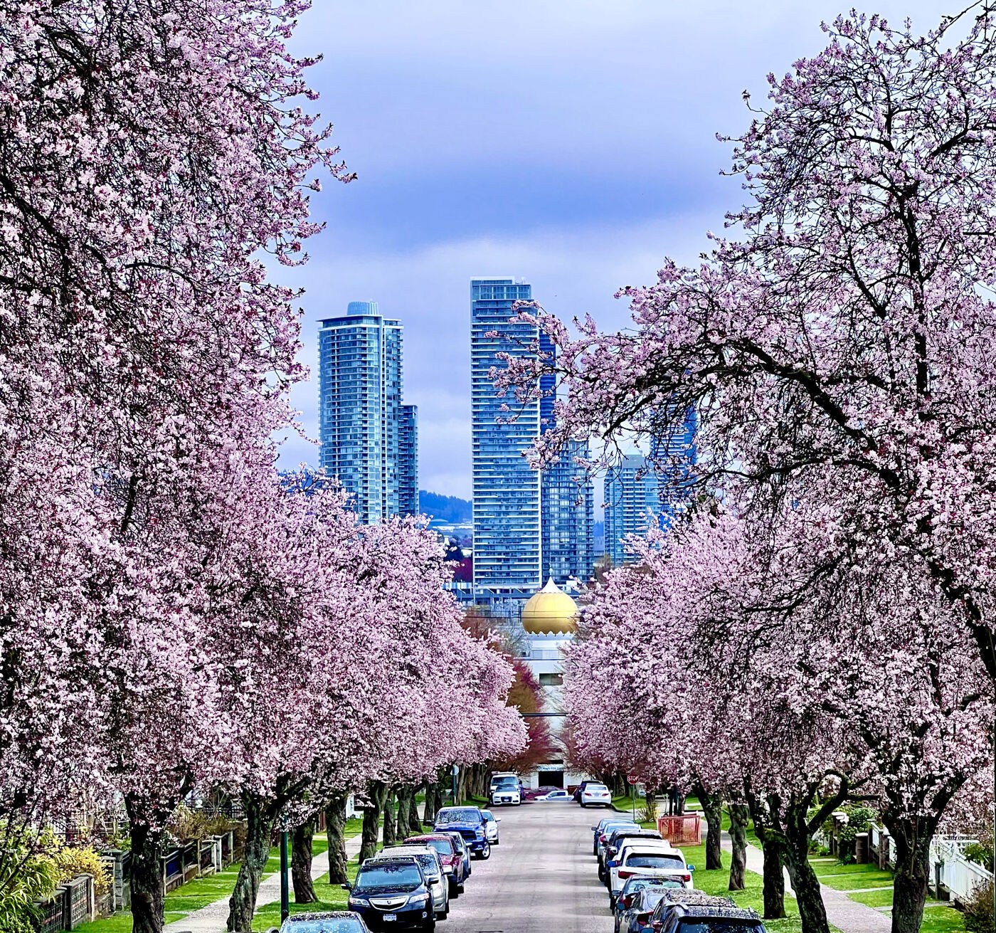 Cherry blossoms lining a city street with modern skyscrapers in the background under a soft blue sky.