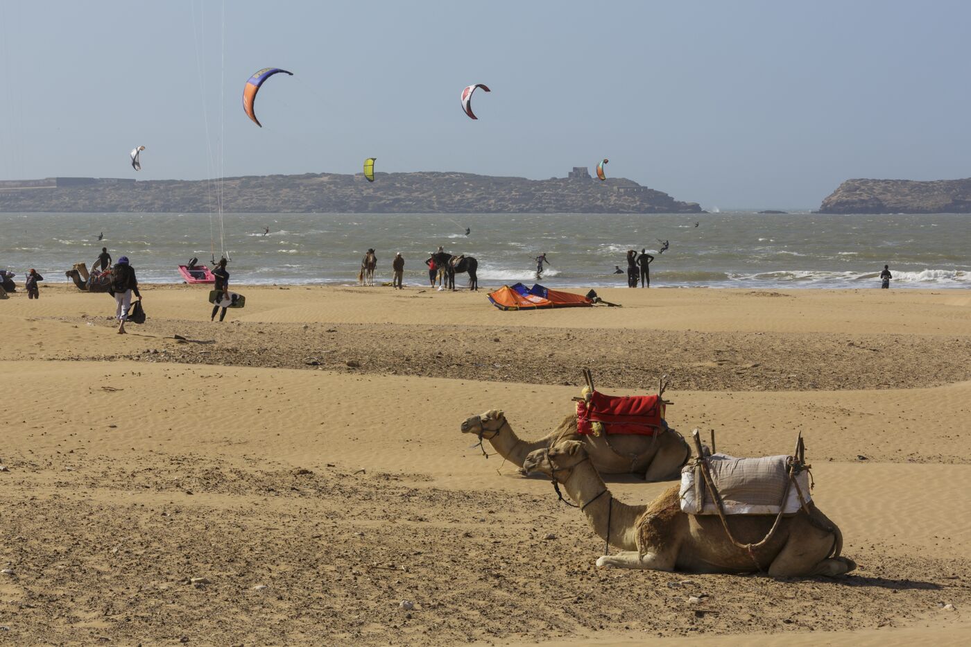 Two camels rest on golden sands as people enjoy kite surfing and horseback riding by the sea.