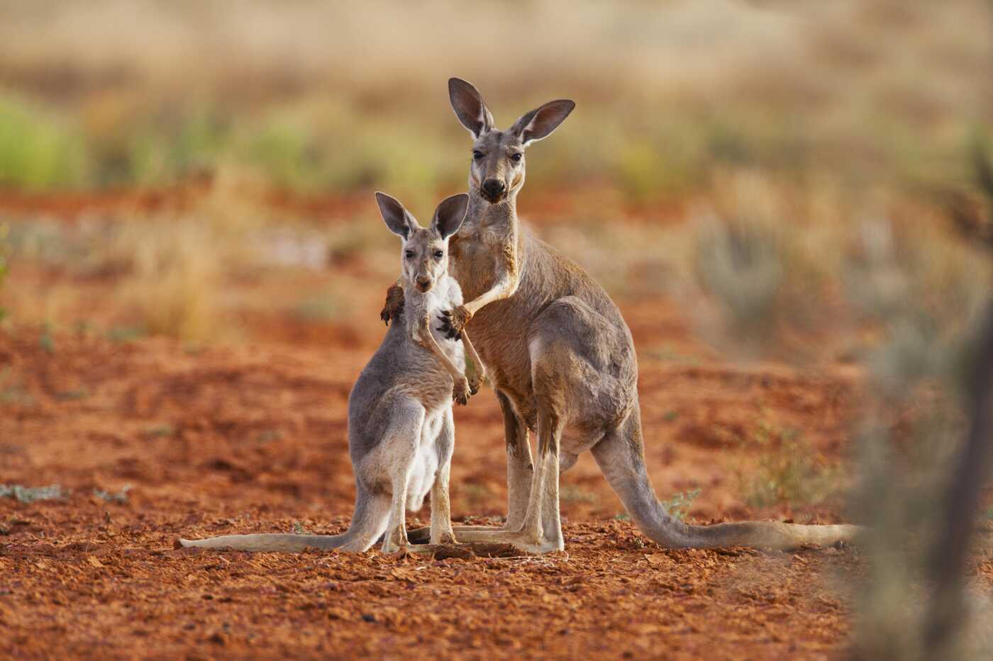 A female red kangaroo holds her juvenile joey while he reaches up for her