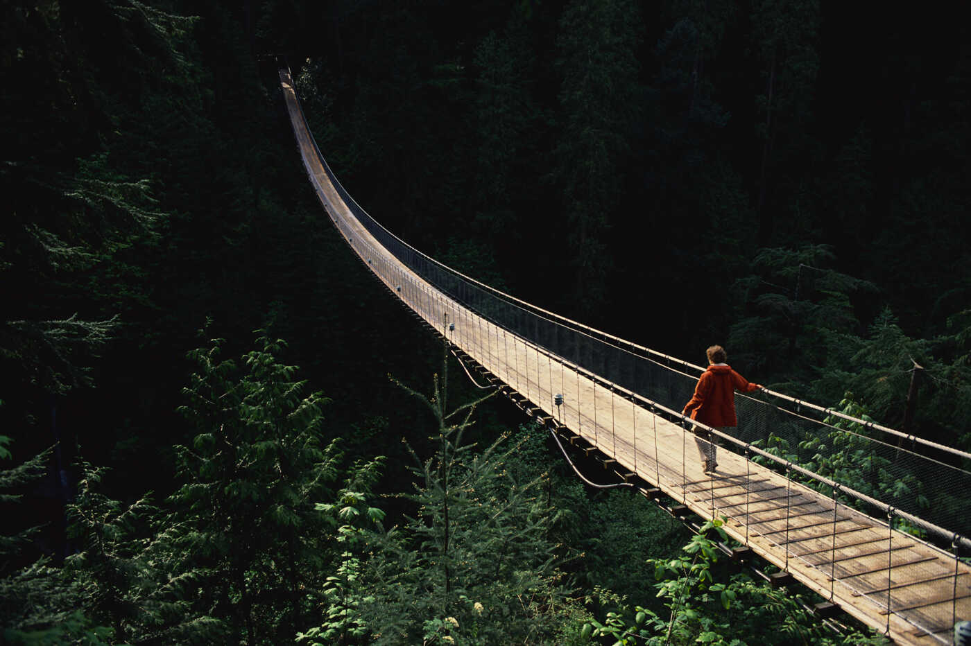 Suspension Bridge in the Forest