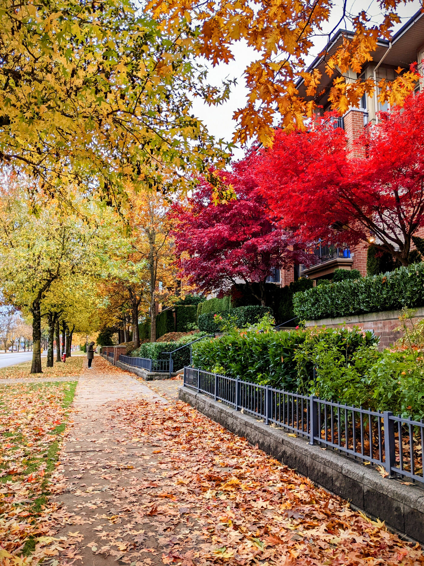 A  quiet sidewalk lined with trees in full autumn colors, showcasing brilliant red, orange, and yellow leaves. Fallen leaves cover the path, adding to the seasonal charm. A person walks in the distance, enjoying the peaceful fall atmosphere.