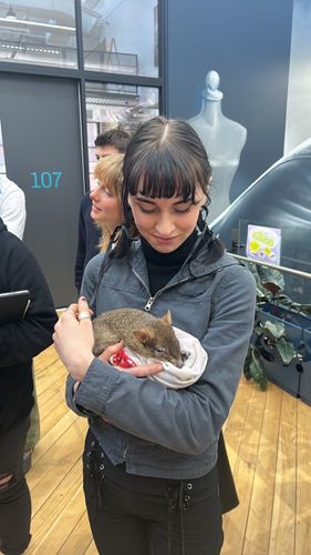A young woman tenderly cradles a small quokka, sharing a moment of connection.
