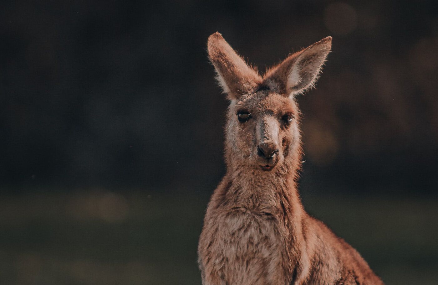 Kangourou et son petit au crépuscule