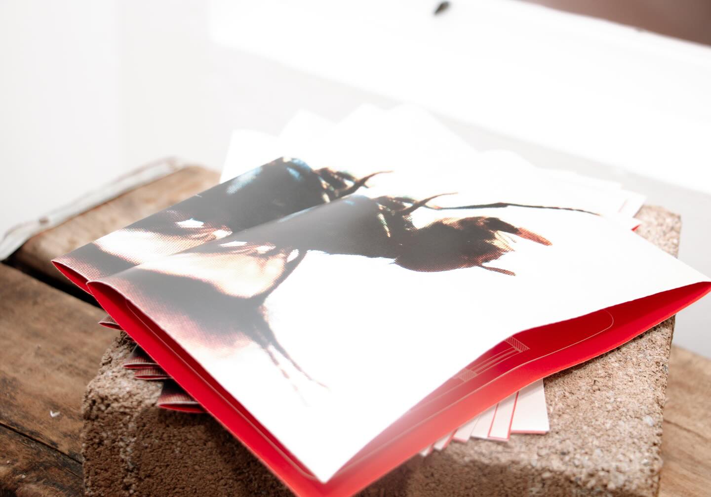Un libro de fotografía abierto en una página iluminada por el sol, mostrando imágenes vibrantes, simbolizando la mezcla del arte con elementos naturales.