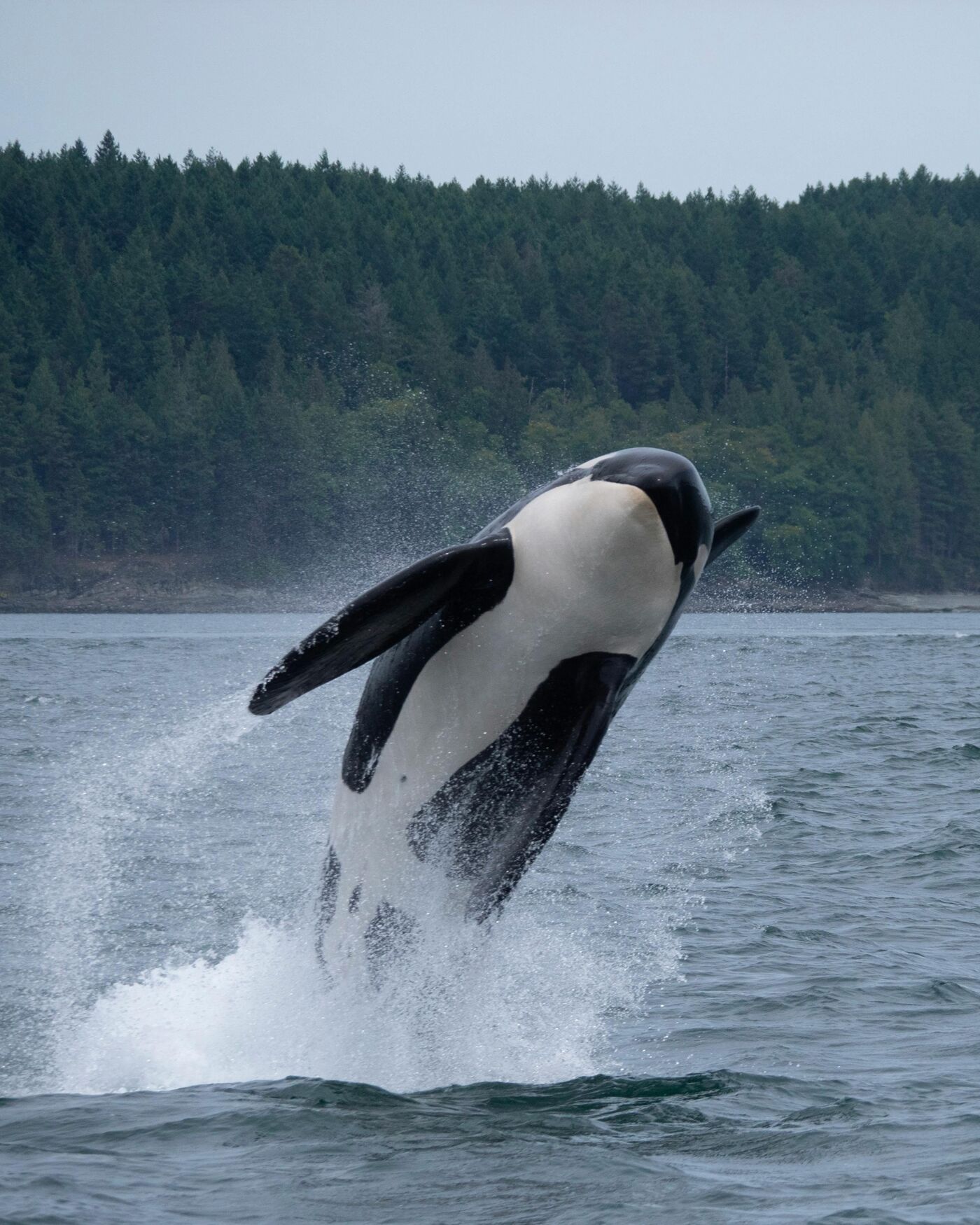 The image shows an orca leaping out of the water. The orca is black and white and is surrounded by splashing water. In the background, there is a forest and a cloudy sky.